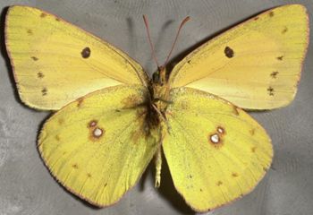 Media type: image;   Entomology 16751 Aspect: habitus ventral view